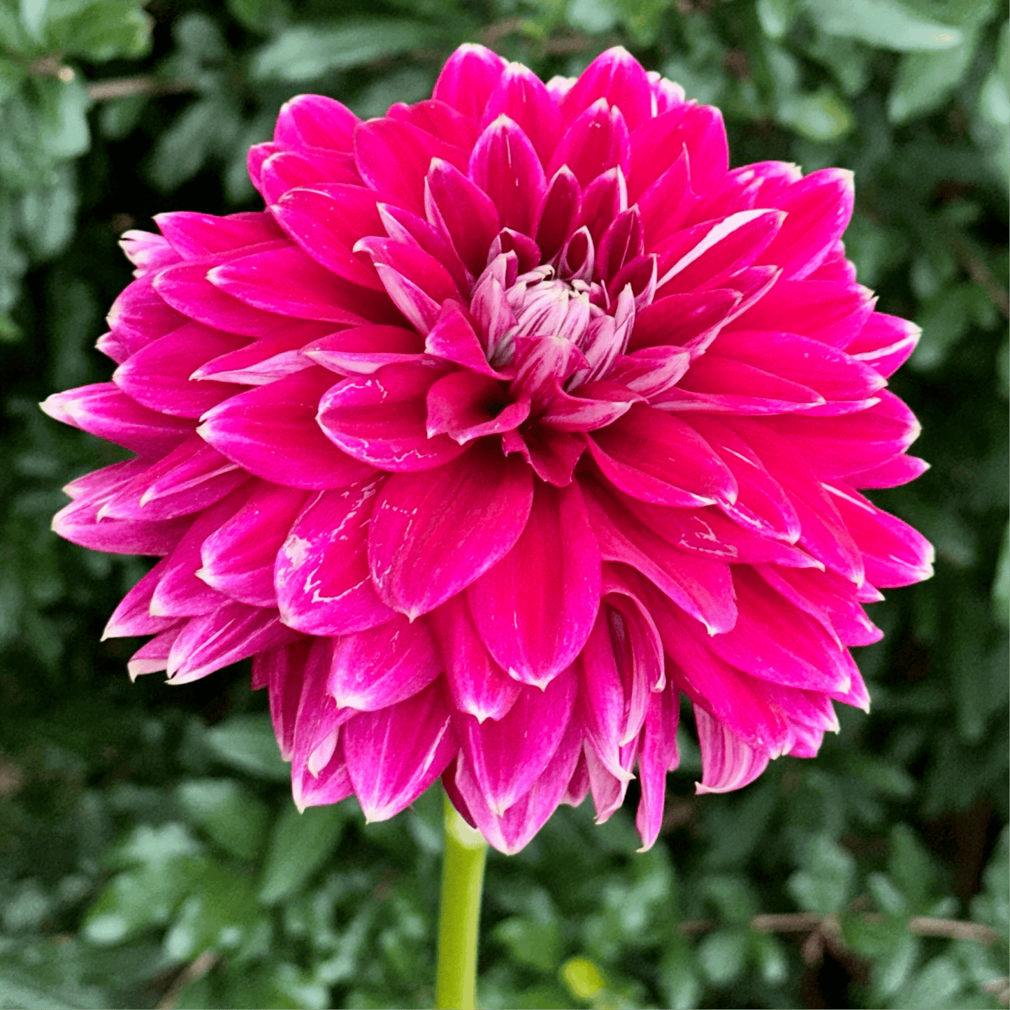 Maldini Dahlia (Limit 1 p.p) - Love Dahlias - south - africa - flower - bulbs