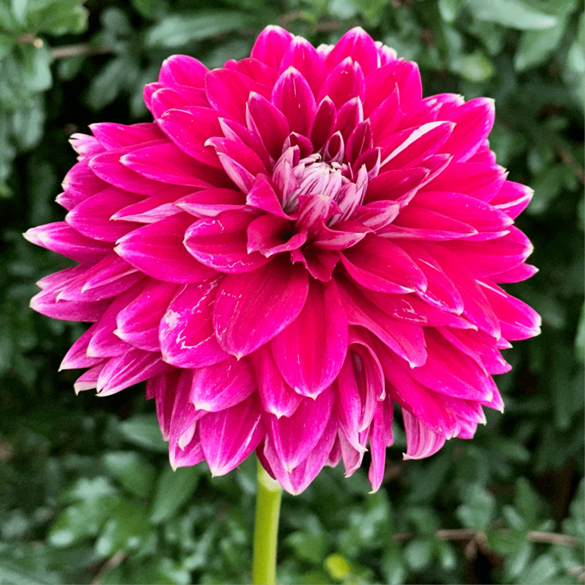 Maldini Dahlia (Limit 1 p.p) - Love Dahlias - south - africa - flower - bulbs