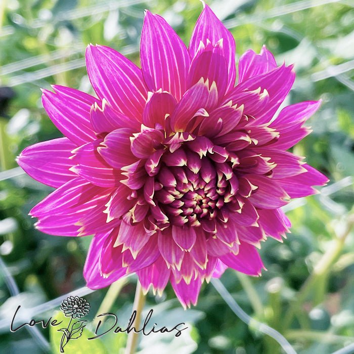Mambo Dahlia Tuber - Love Dahlias - south - africa - flower - bulbs