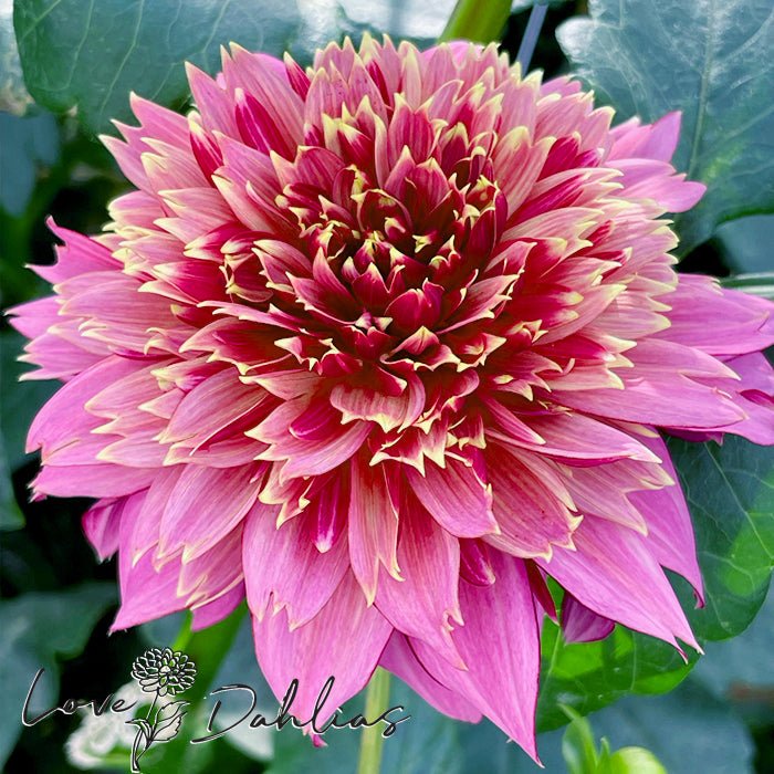 Mambo Dahlia Tuber - Love Dahlias - south - africa - flower - bulbs