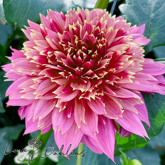 Mambo Dahlia Tuber - Love Dahlias - south - africa - flower - bulbs