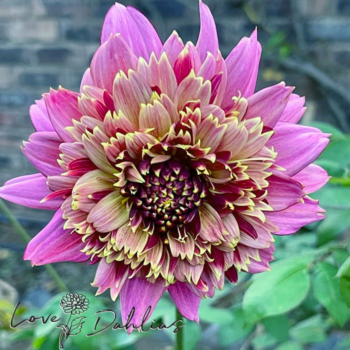 Mambo Dahlia Tuber - Love Dahlias - south - africa - flower - bulbs