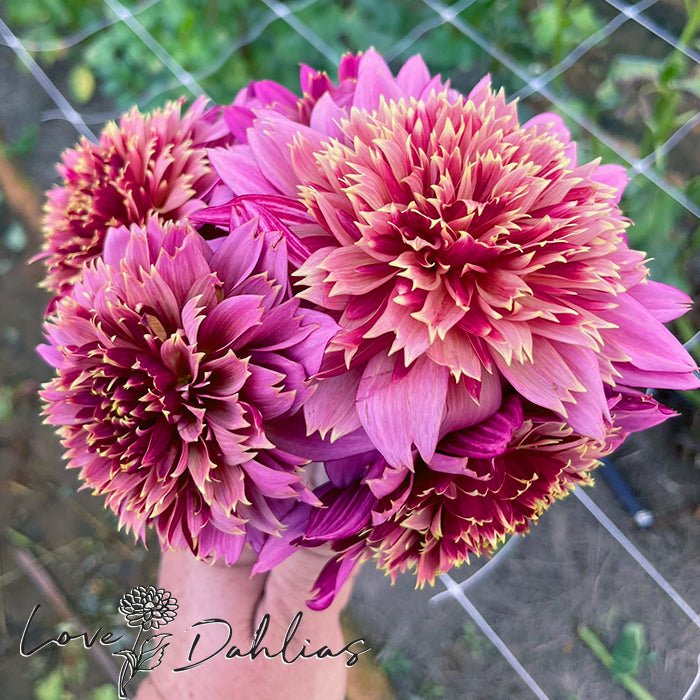 Mambo Dahlia Tuber - Love Dahlias - south - africa - flower - bulbs