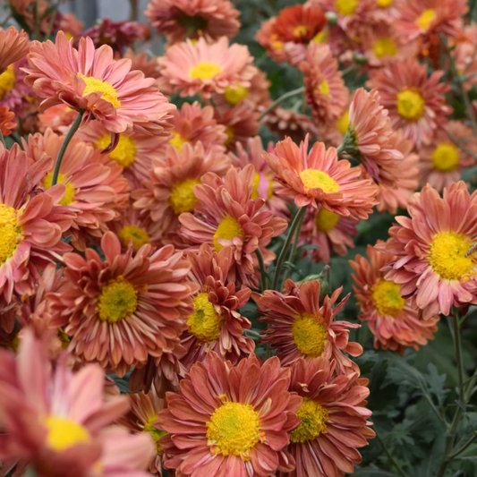 Mancetta Sunset Heirloom Chrysanthemum (Available 2028) - Love Dahlias-south-africa-flower-bulbs