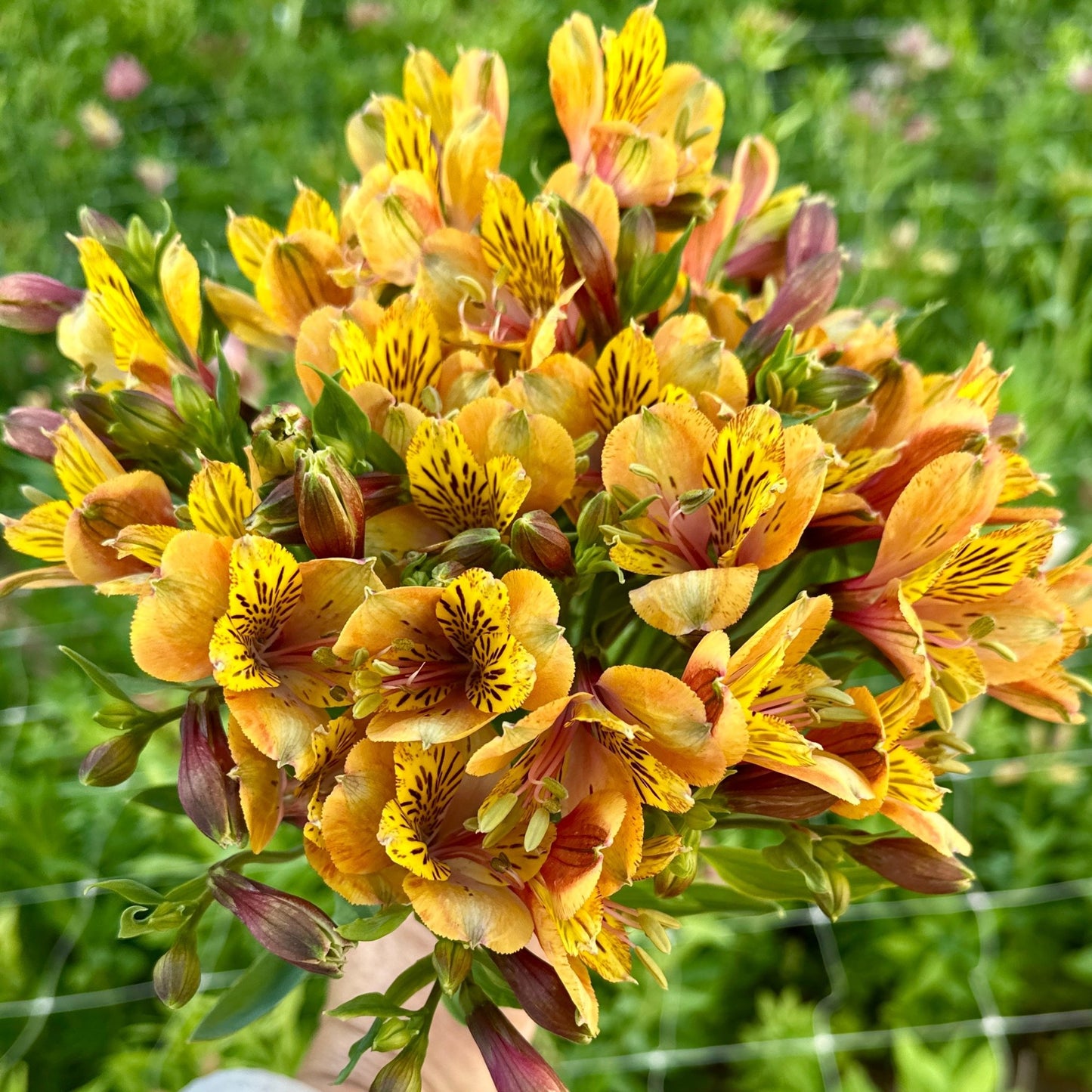 Mango Alstroemeria Plant (Inca Lily) - Love Dahlias - south - africa - flower - bulbs