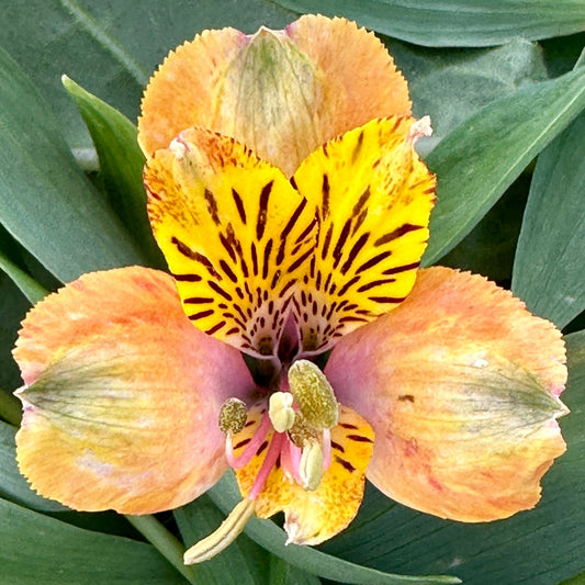Mango Alstroemeria Plant (Inca Lily) - Love Dahlias - south - africa - flower - bulbs