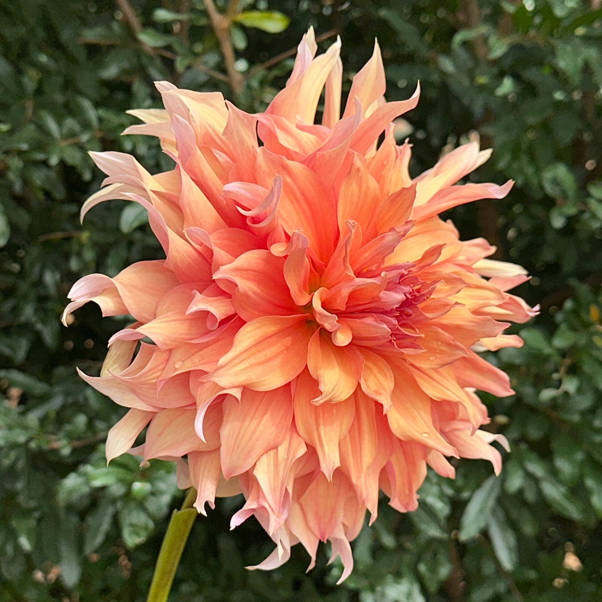 Mango Madness Dahlia Tuber - Love Dahlias - south - africa - flower - bulbs