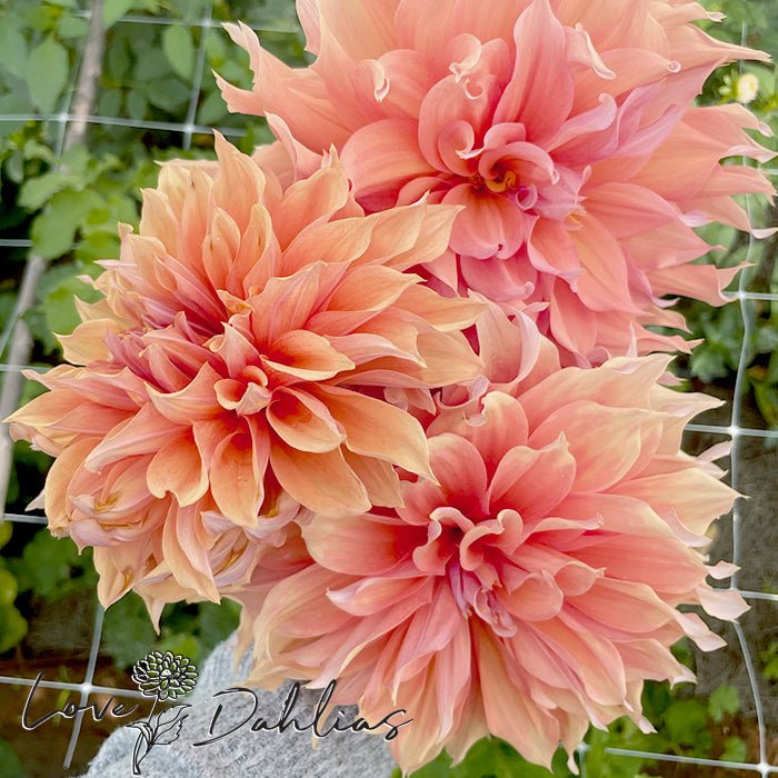 Mango Madness Dahlia Tuber - Love Dahlias - south - africa - flower - bulbs