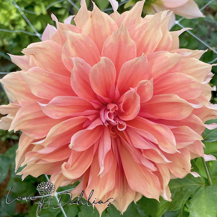 Mango Madness Dahlia Tuber - Love Dahlias - south - africa - flower - bulbs