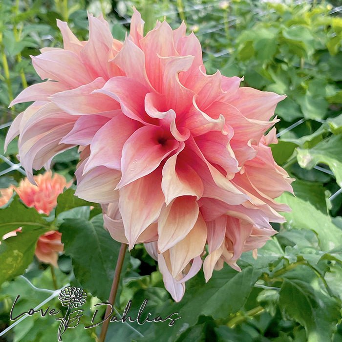 Mango Madness Dahlia Tuber - Love Dahlias - south - africa - flower - bulbs