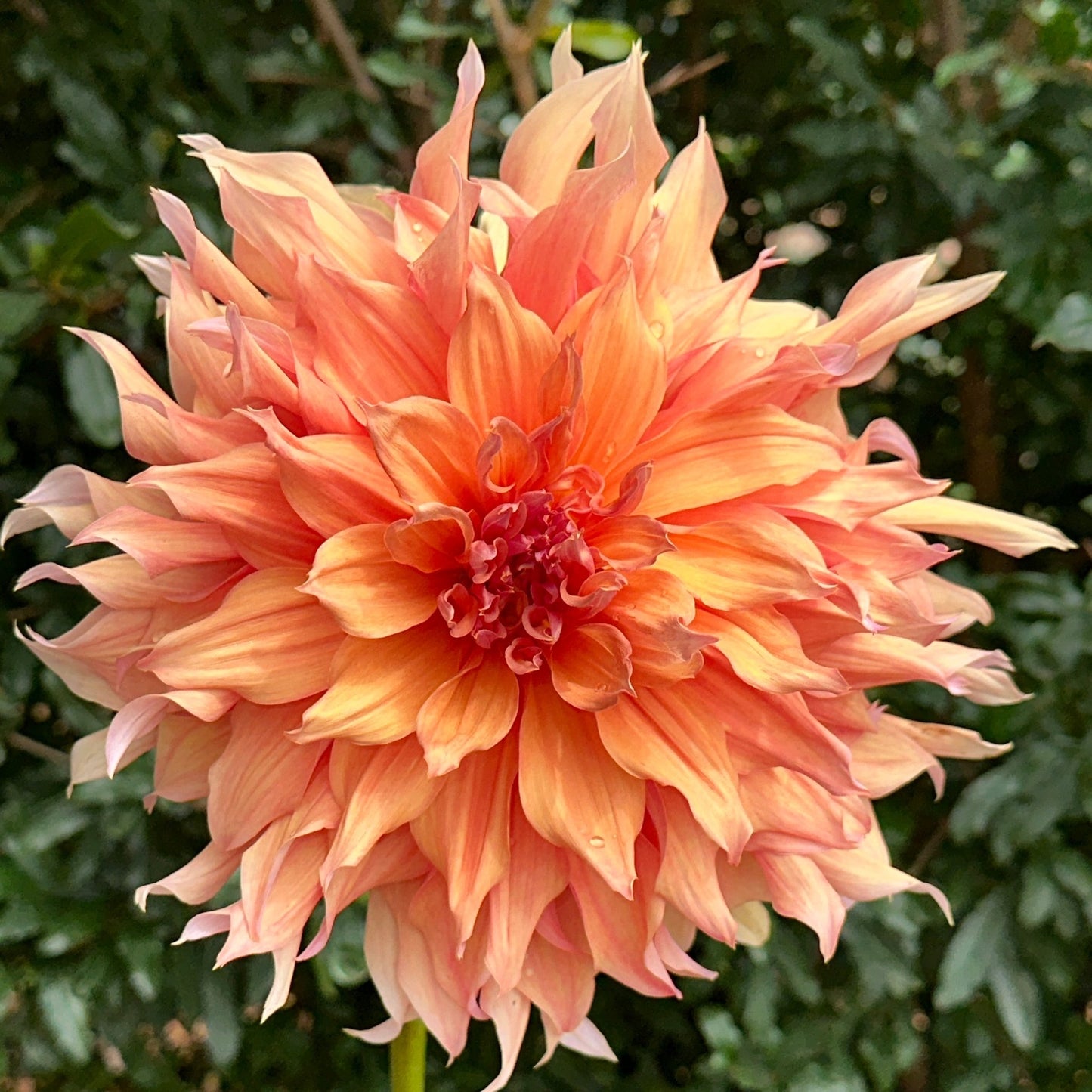 Mango Madness Dahlia Tuber - Love Dahlias - south - africa - flower - bulbs