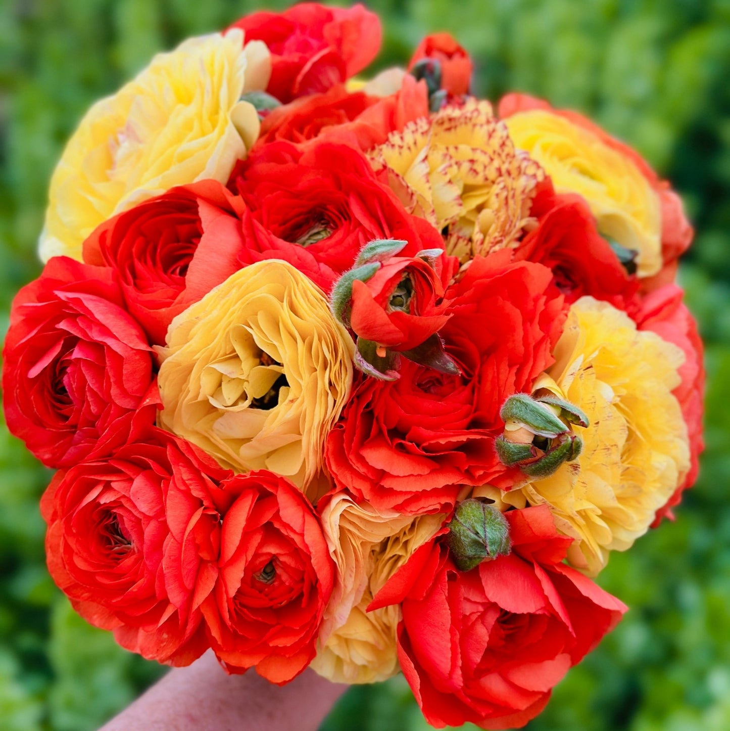 Mango Tango Garden Ranunculus Mix - Love Dahlias - south - africa - flower - bulbs