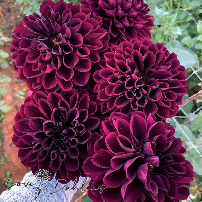 Manoa Dahlia Tuber - Love Dahlias - south - africa - flower - bulbs