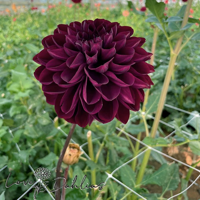 Manoa Dahlia Tuber - Love Dahlias - south - africa - flower - bulbs