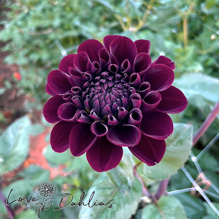 Manoa Dahlia Tuber - Love Dahlias - south - africa - flower - bulbs