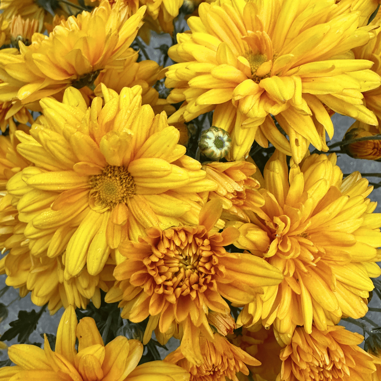 Marigold Heirloom Heirloom Chrysanthemum | South Africa (Copy) - Love Dahlias - south - africa - flower - bulbs