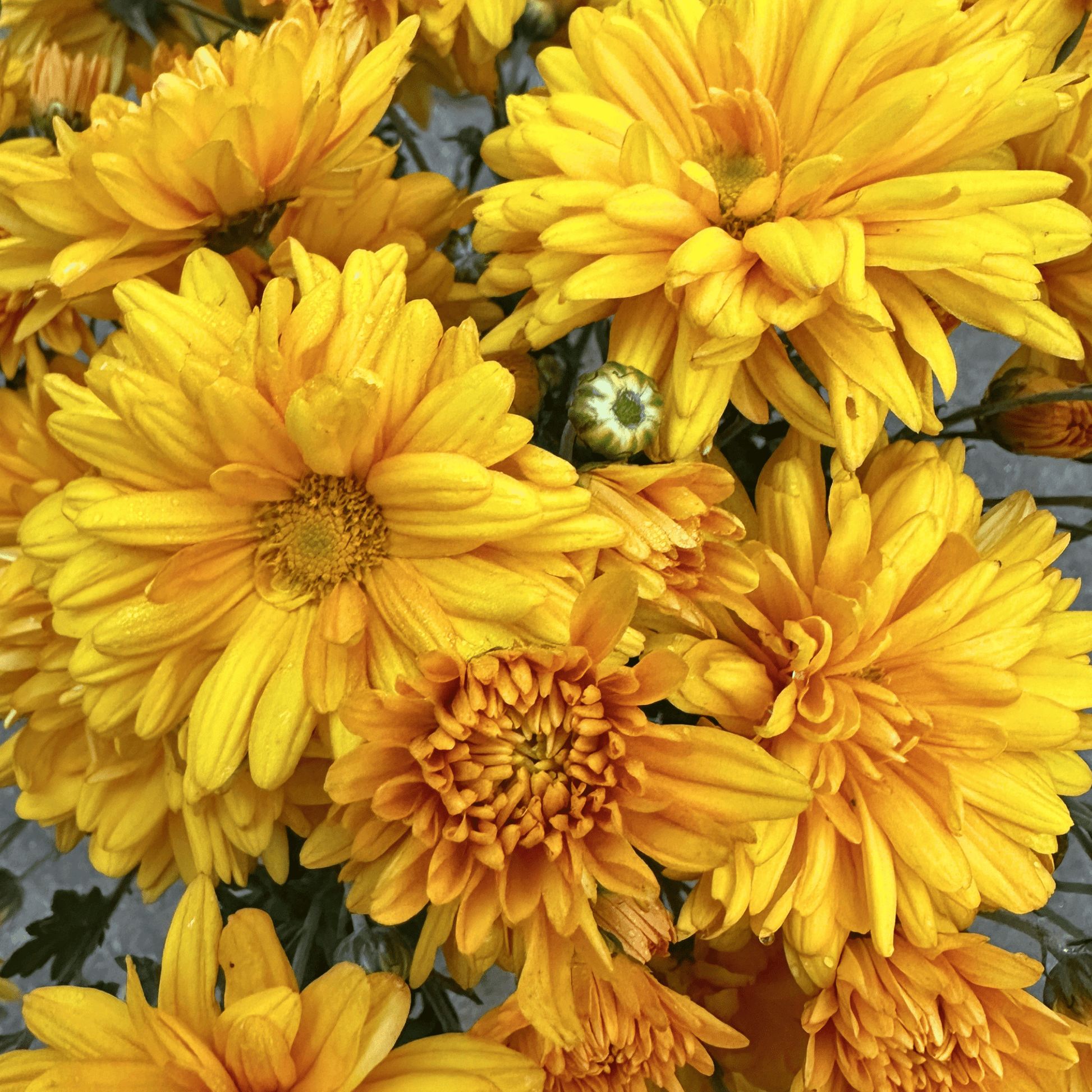 Marigold Heirloom Heirloom Chrysanthemum | South Africa (Copy) - Love Dahlias - south - africa - flower - bulbs