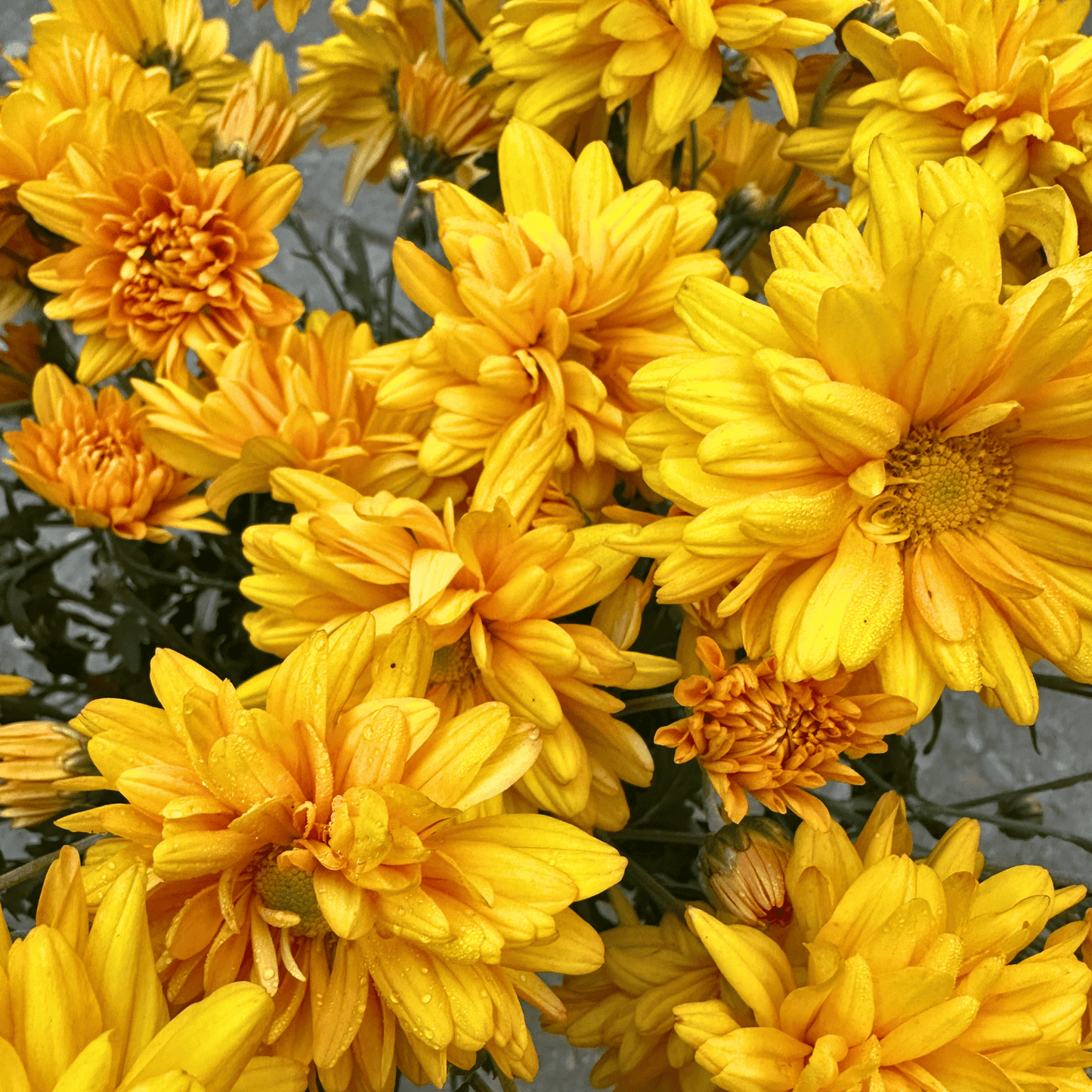 Marigold Heirloom Heirloom Chrysanthemum | South Africa (Copy) - Love Dahlias - south - africa - flower - bulbs