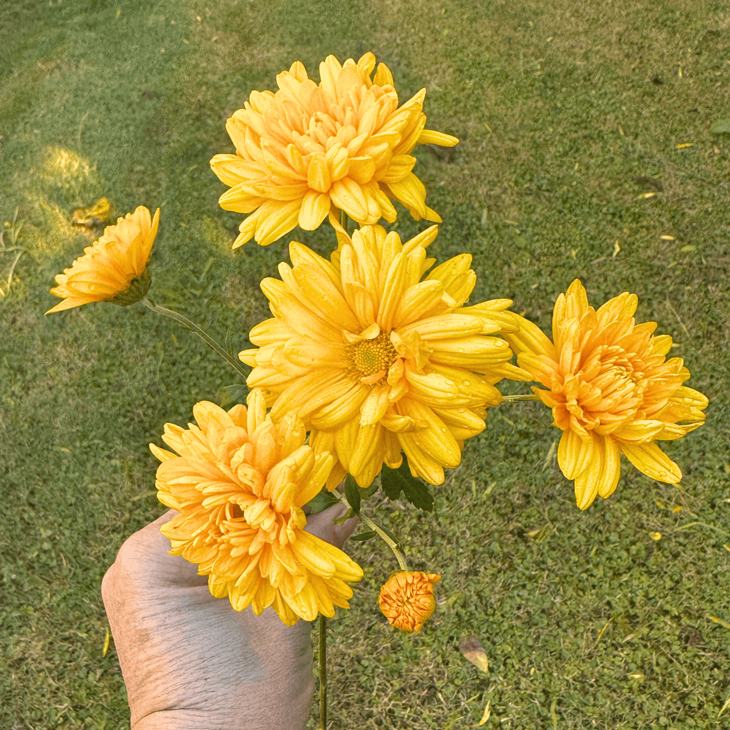 Marigold Heirloom Heirloom Chrysanthemum | South Africa (Copy) - Love Dahlias - south - africa - flower - bulbs