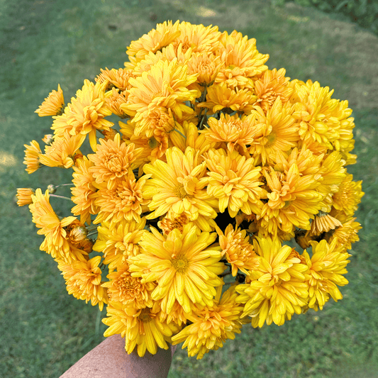 Marigold Heirloom Heirloom Chrysanthemum | South Africa (Copy) - Love Dahlias - south - africa - flower - bulbs
