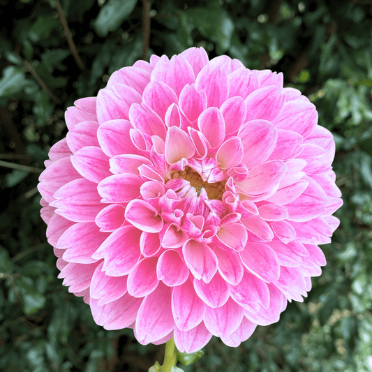 Marshmellow Baby Dahlia Tuber | South Africa - Love Dahlias - south - africa - flower - bulbs