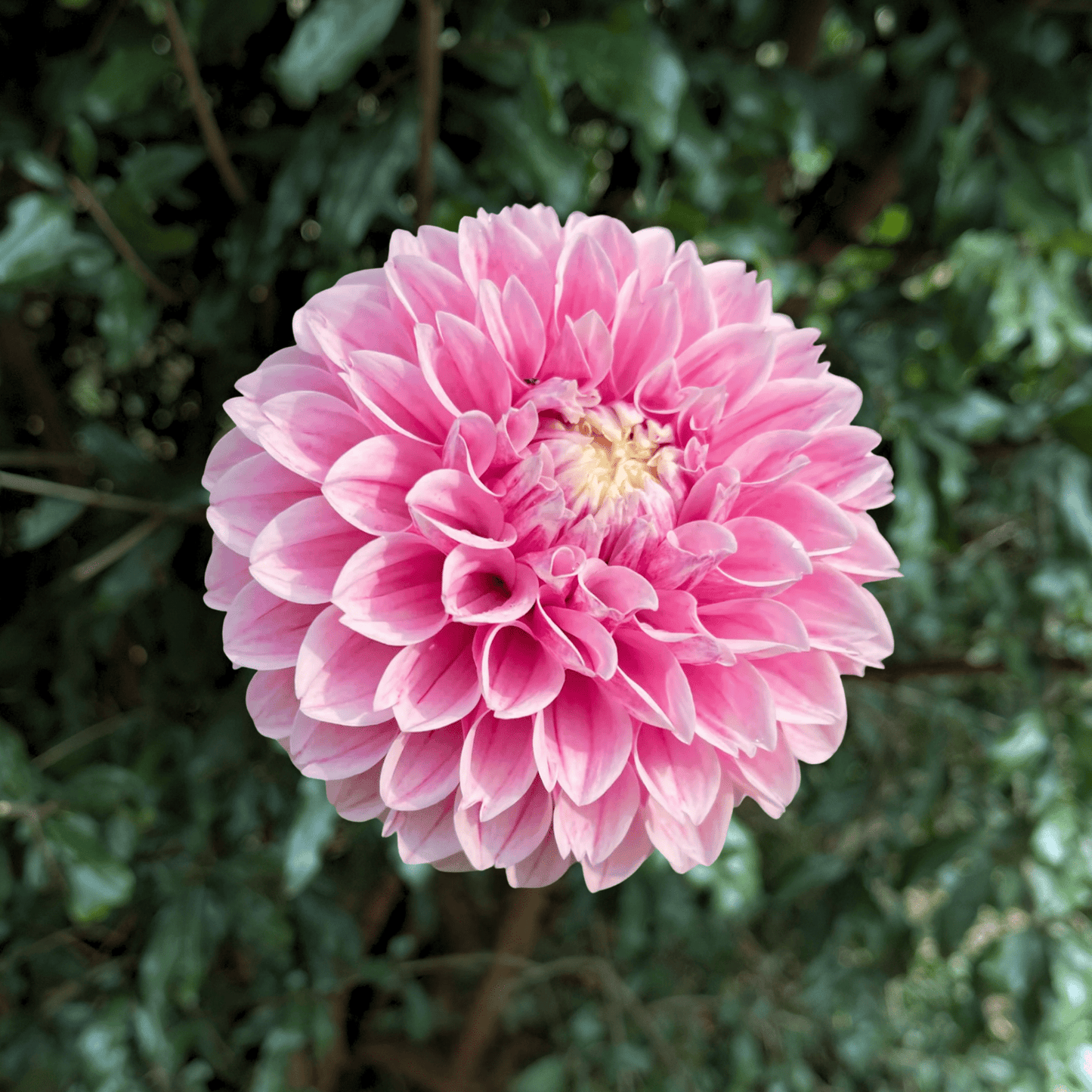 Marshmellow Baby Dahlia Tuber | South Africa - Love Dahlias - south - africa - flower - bulbs