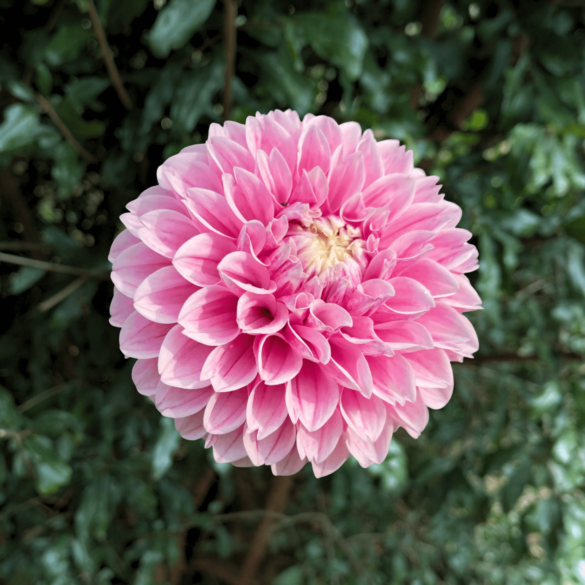 Marshmellow Baby Dahlia Tuber | South Africa - Love Dahlias - south - africa - flower - bulbs