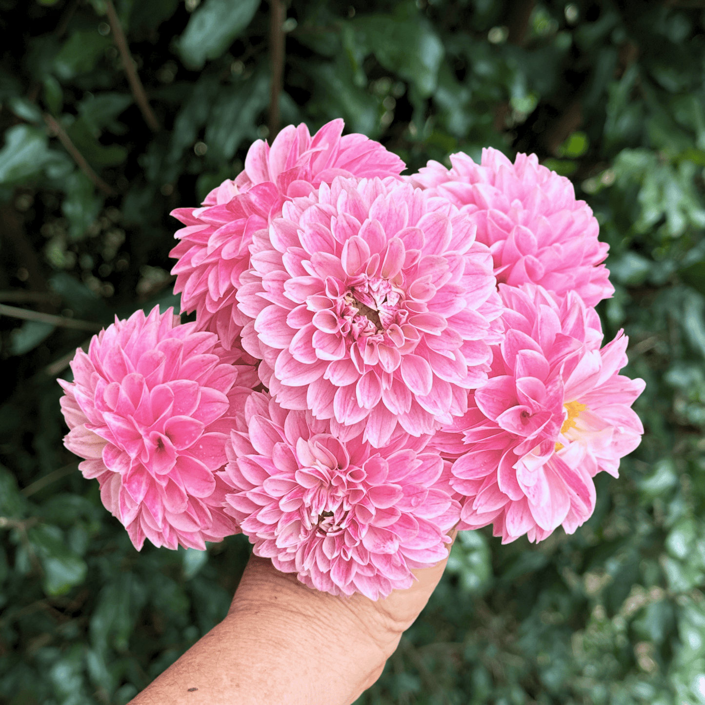 Marshmellow Baby Dahlia Tuber | South Africa - Love Dahlias - south - africa - flower - bulbs