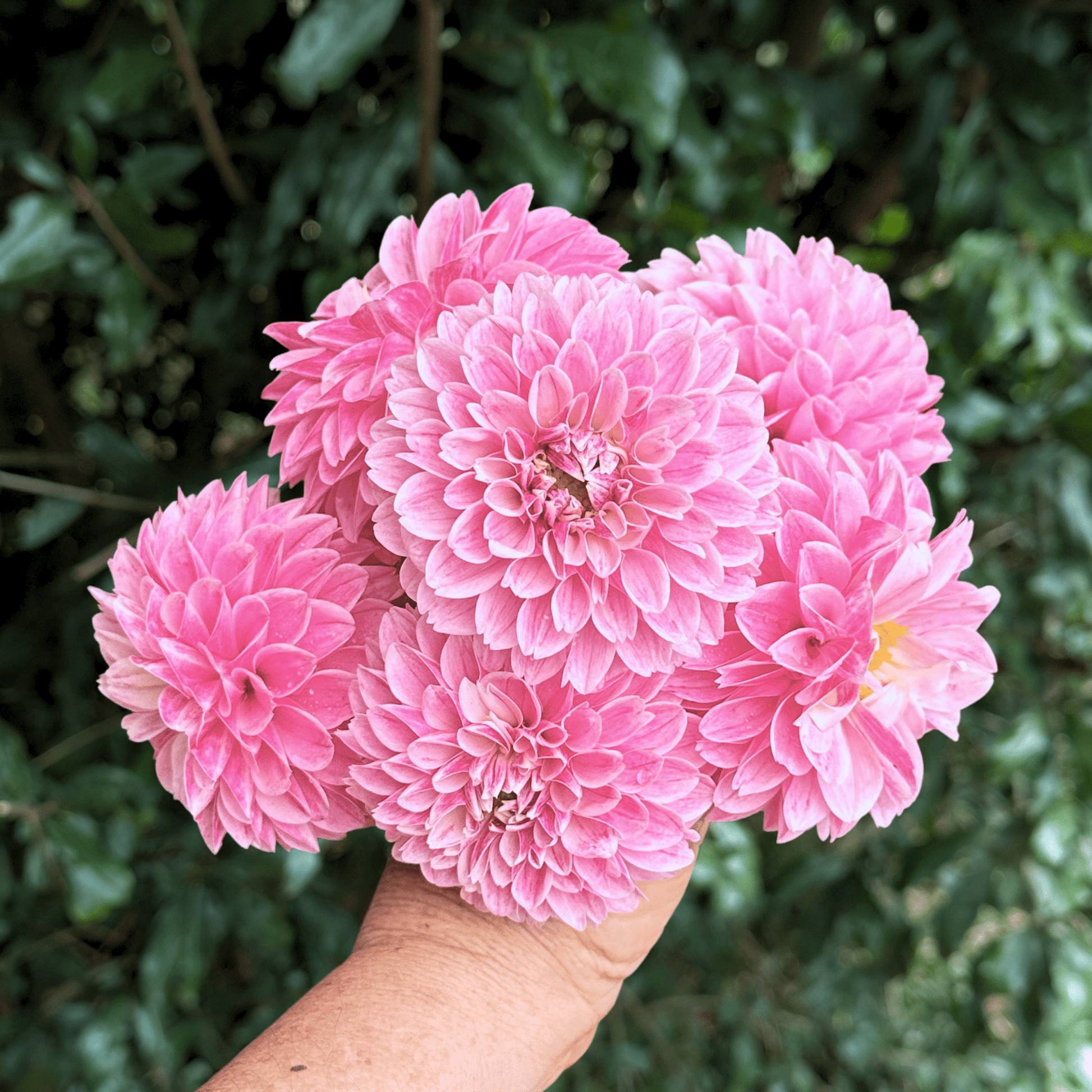 Marshmellow Baby Dahlia Tuber | South Africa - Love Dahlias - south - africa - flower - bulbs