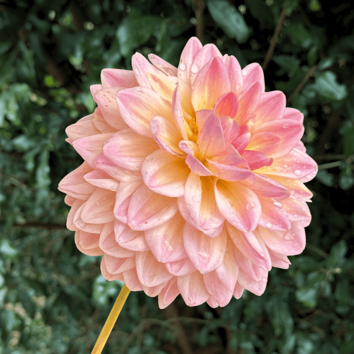Maya Dahlia Tuber | South Africa - Love Dahlias - south - africa - flower - bulbs