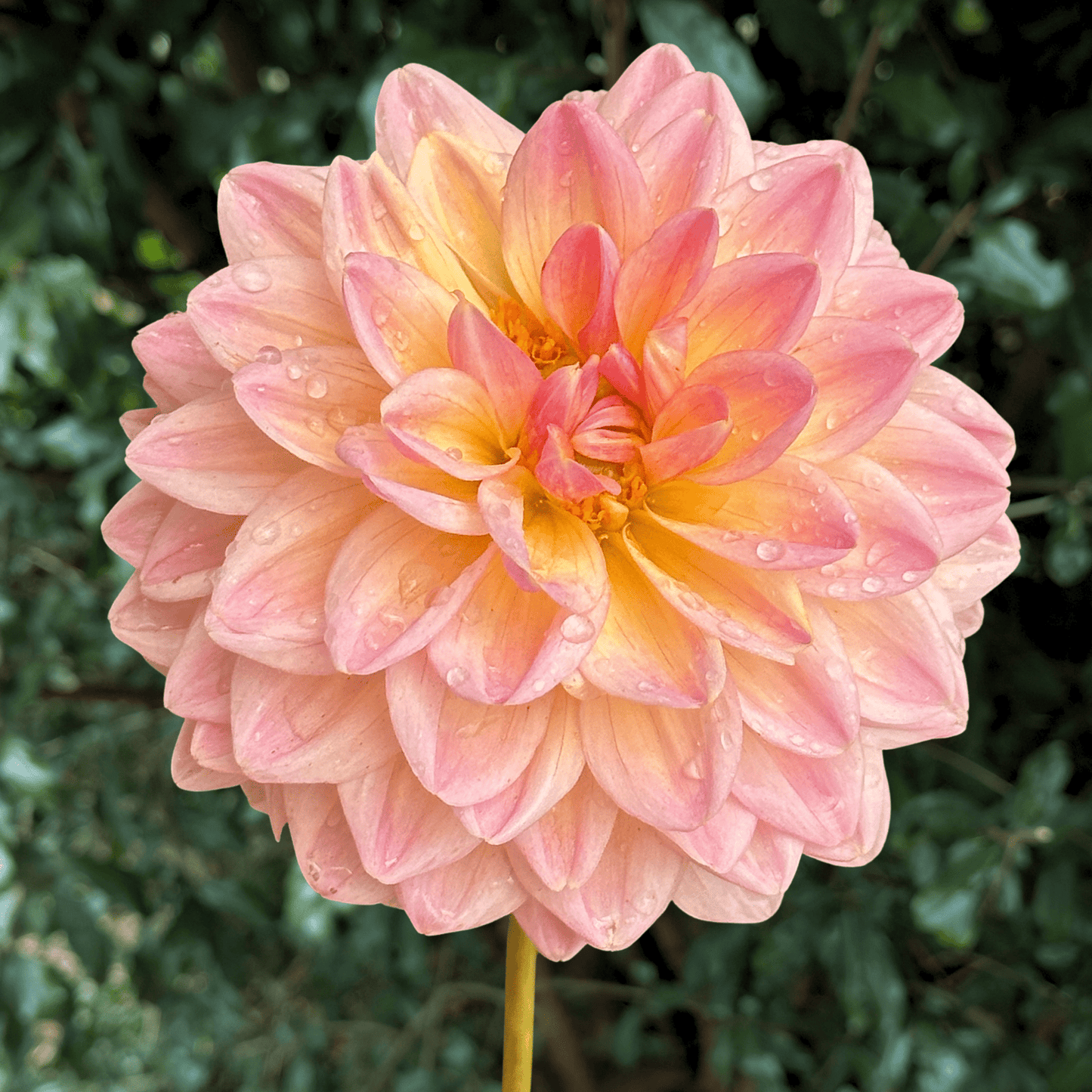 Maya Dahlia Tuber | South Africa - Love Dahlias - south - africa - flower - bulbs
