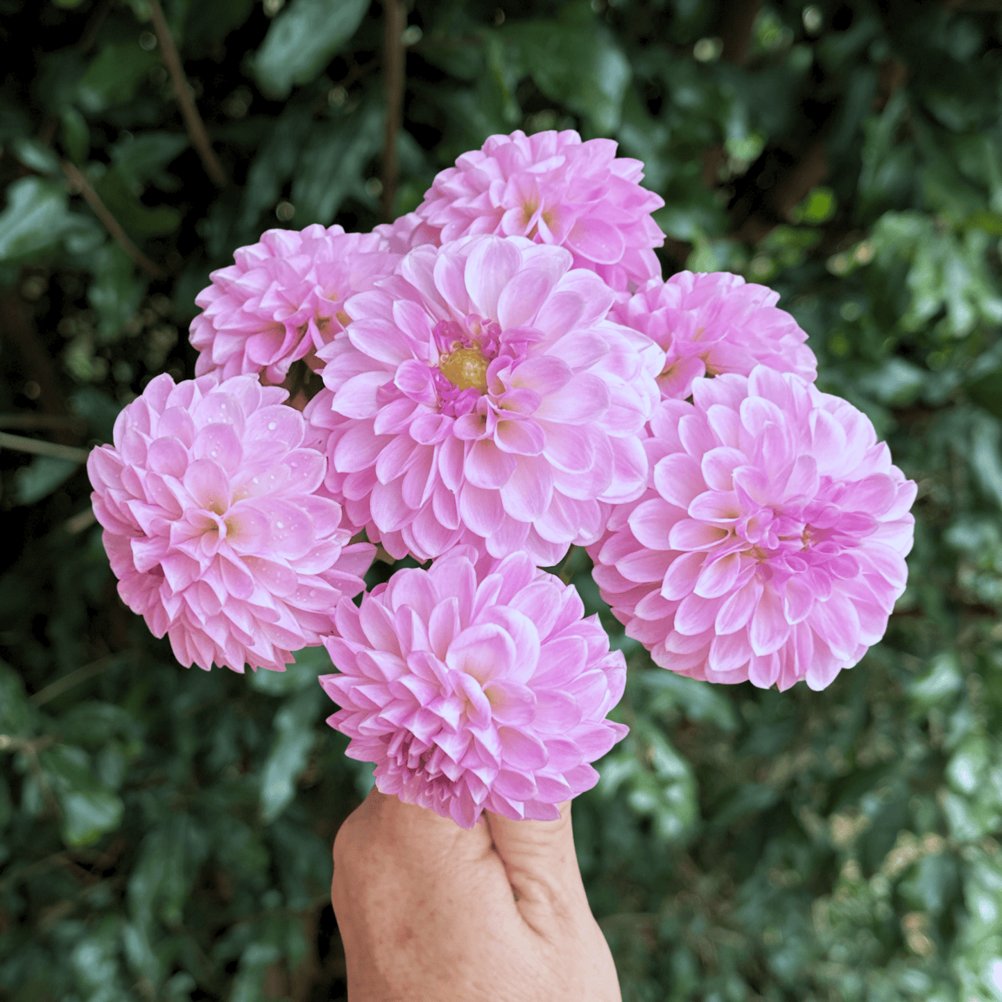 Meagan Dean Dahlia Tuber | South Africa - Love Dahlias - south - africa - flower - bulbs