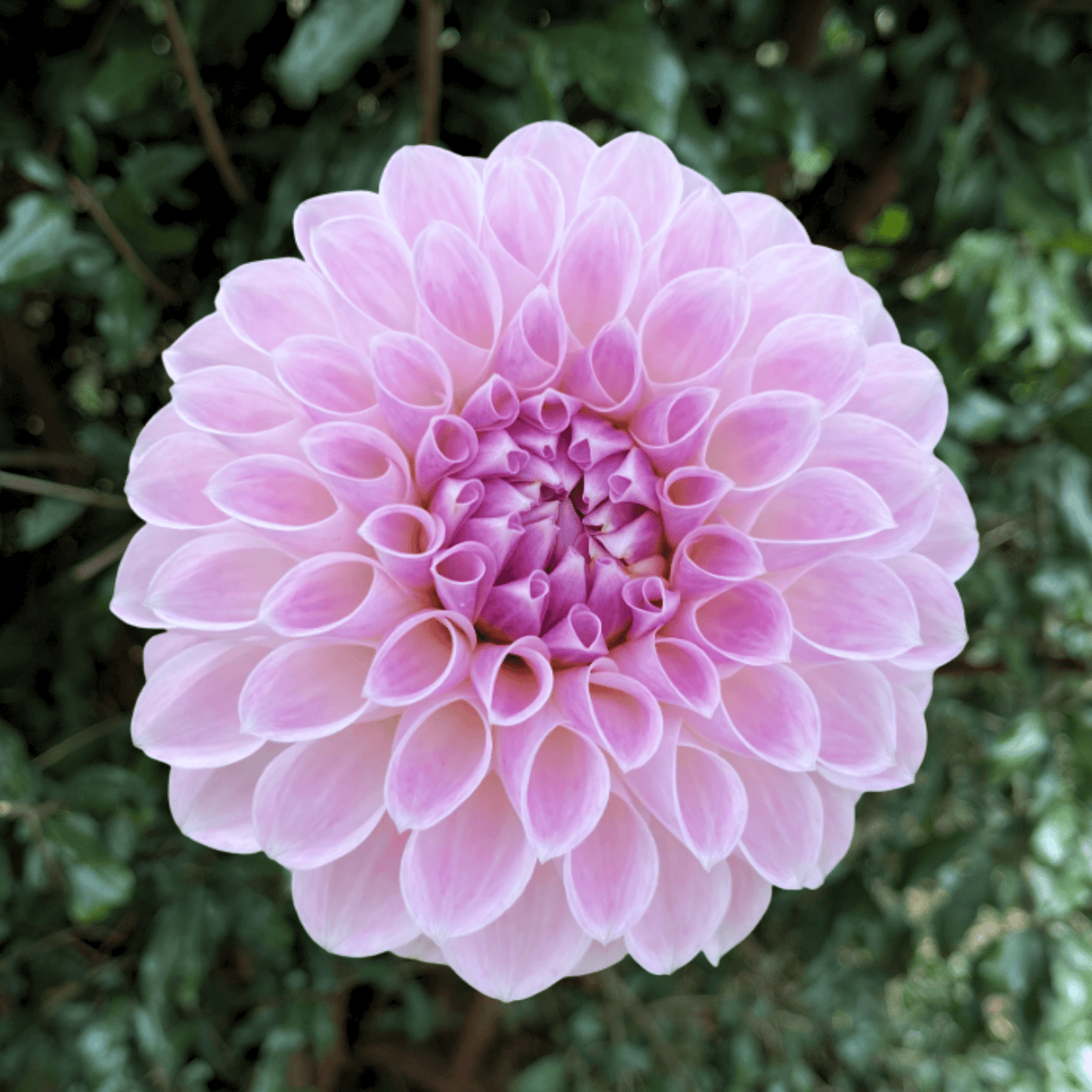 Meagan Dean Dahlia Tuber | South Africa - Love Dahlias - south - africa - flower - bulbs