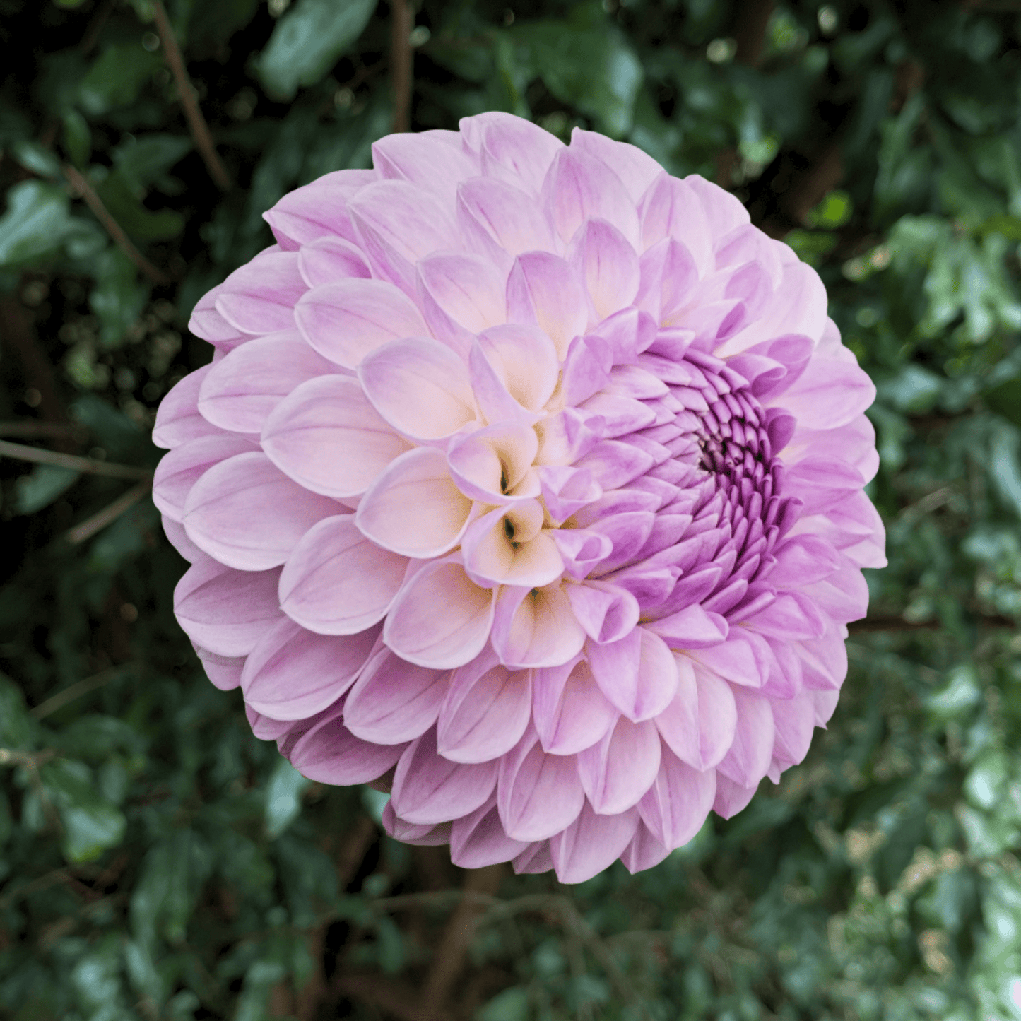 Meagan Dean Dahlia Tuber | South Africa - Love Dahlias - south - africa - flower - bulbs