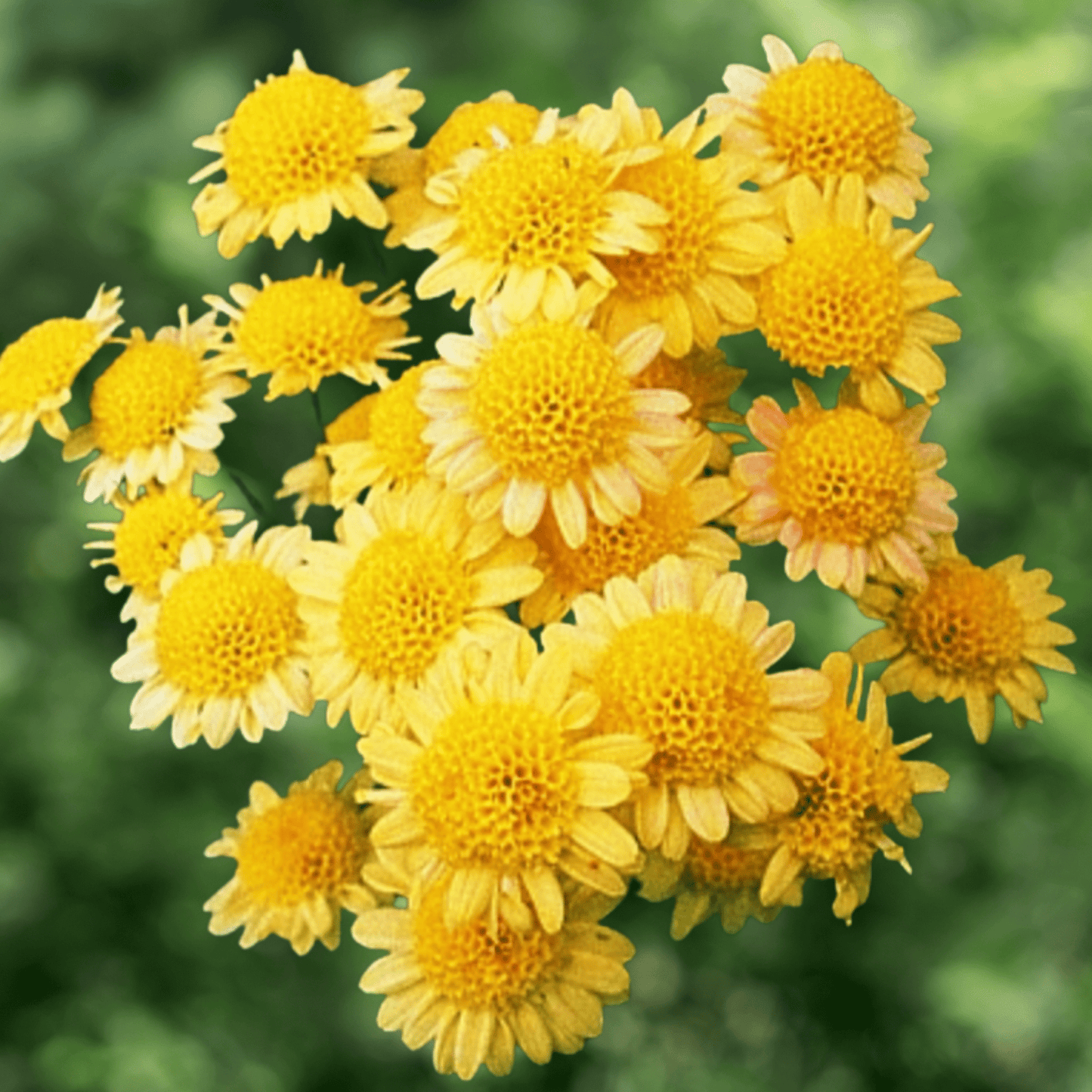 Megumi Heirloom Chrysanthemum (Available 2028) - Love Dahlias-south-africa-flower-bulbs
