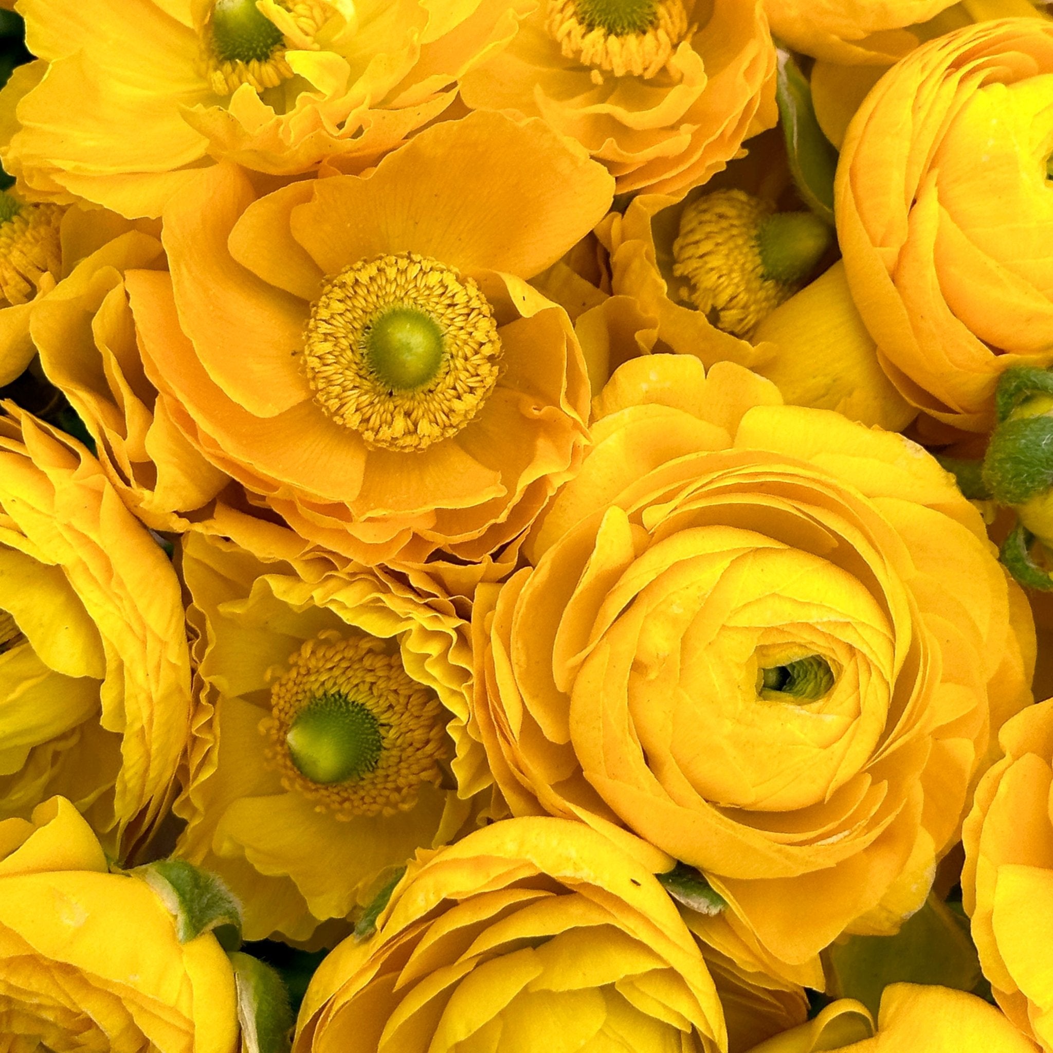 Mellow Yellow Ruffles Ranunculus Corms (Pack of 20) – Love Dahlias