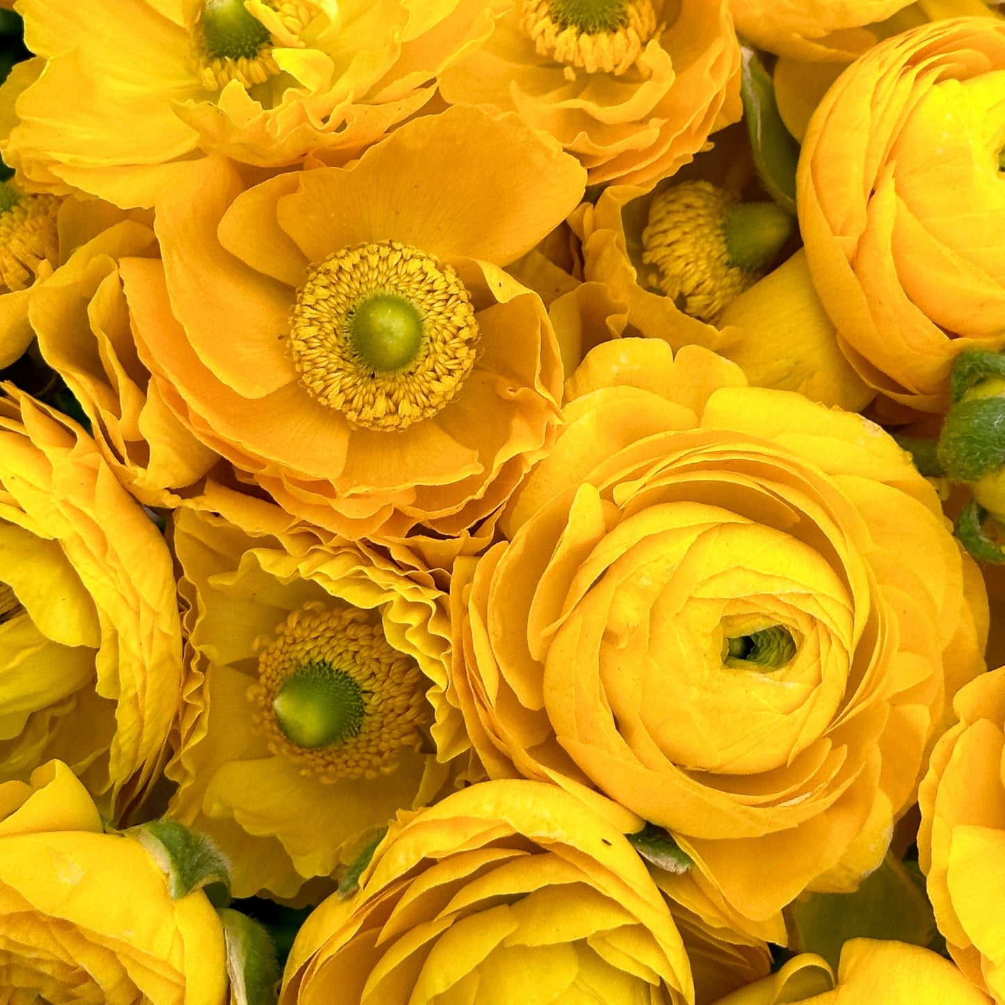 Mellow Yellow Ruffles Ranunculus Corms (Pack of 20) - Love Dahlias - south - africa - flower - bulbs