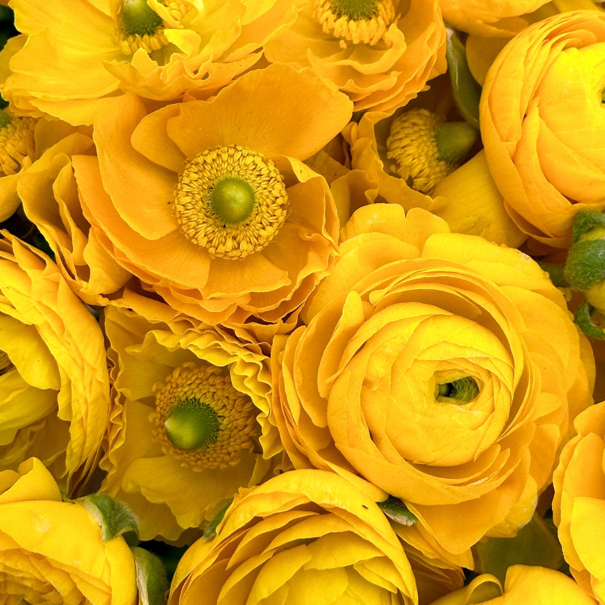 Mellow Yellow Ruffles Ranunculus Corms (Pack of 20) - Love Dahlias - south - africa - flower - bulbs