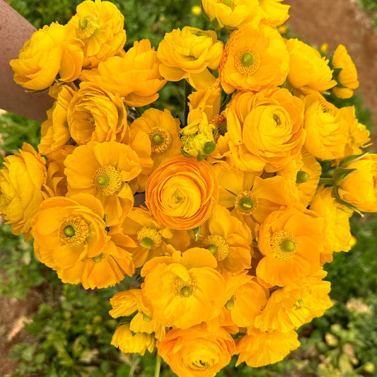 Mellow Yellow Ruffles Ranunculus Corms (Pack of 20) - Love Dahlias - south - africa - flower - bulbs