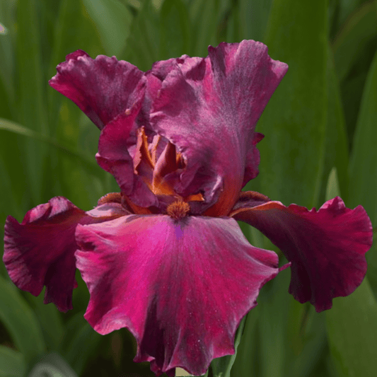 Merlot Bearded Iris (Coming in 2028) - Love Dahlias-south-africa-flower-bulbs
