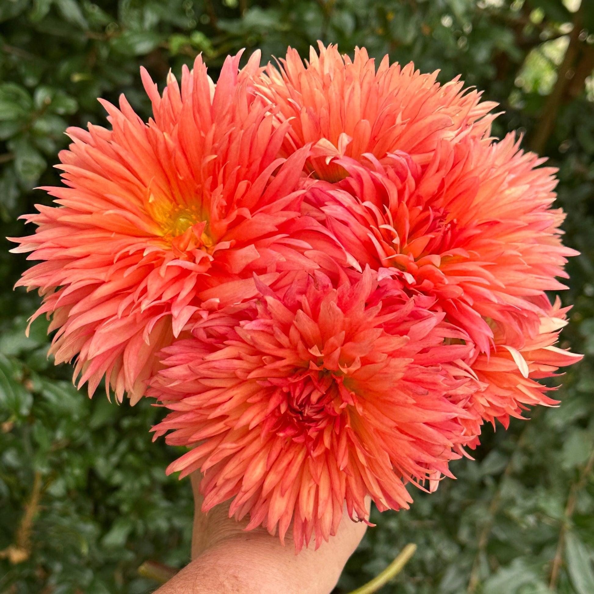 Mevrouw Clement Andries Dahlia - Love Dahlias - south - africa - flower - bulbs