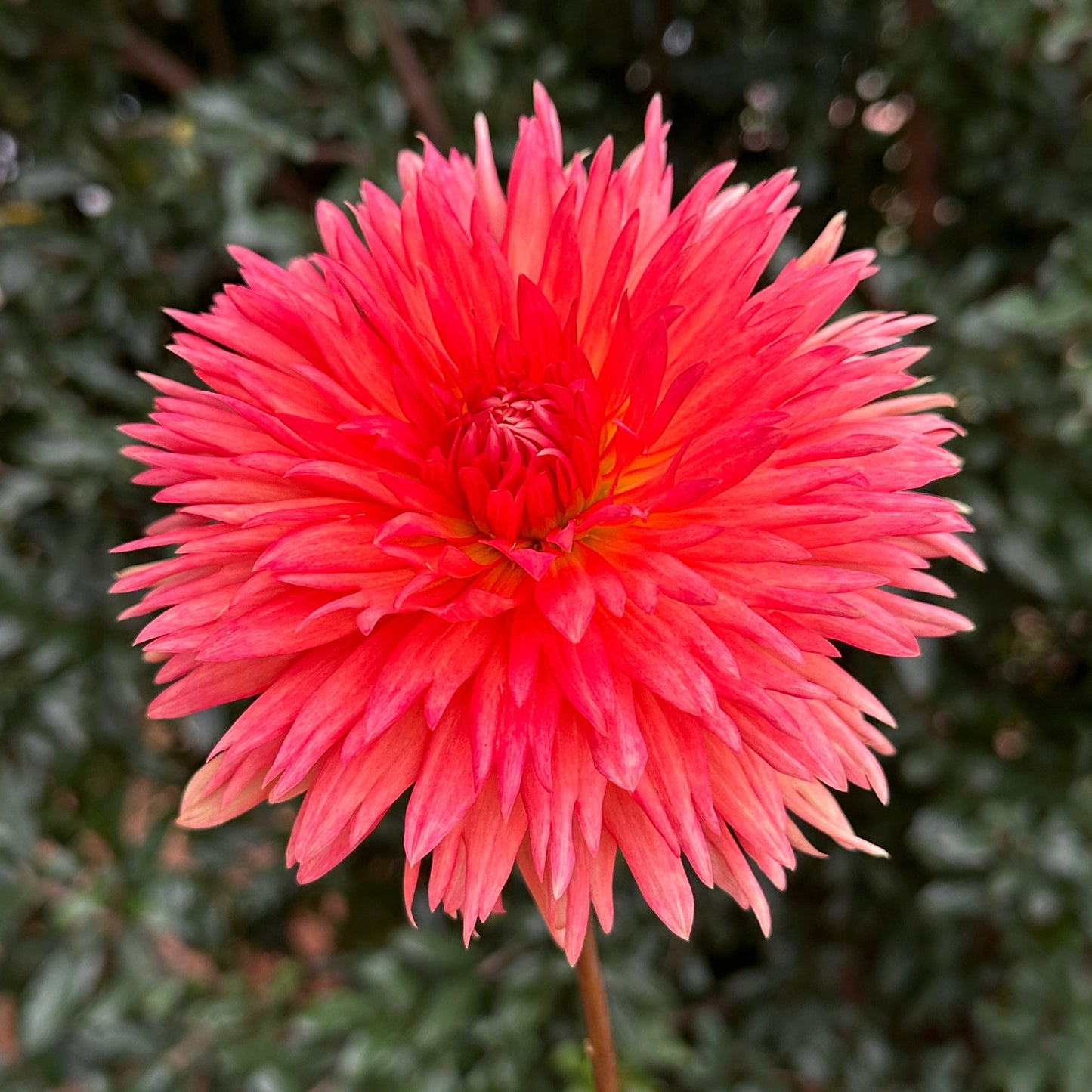 Mevrouw Clement Andries Dahlia - Love Dahlias - south - africa - flower - bulbs