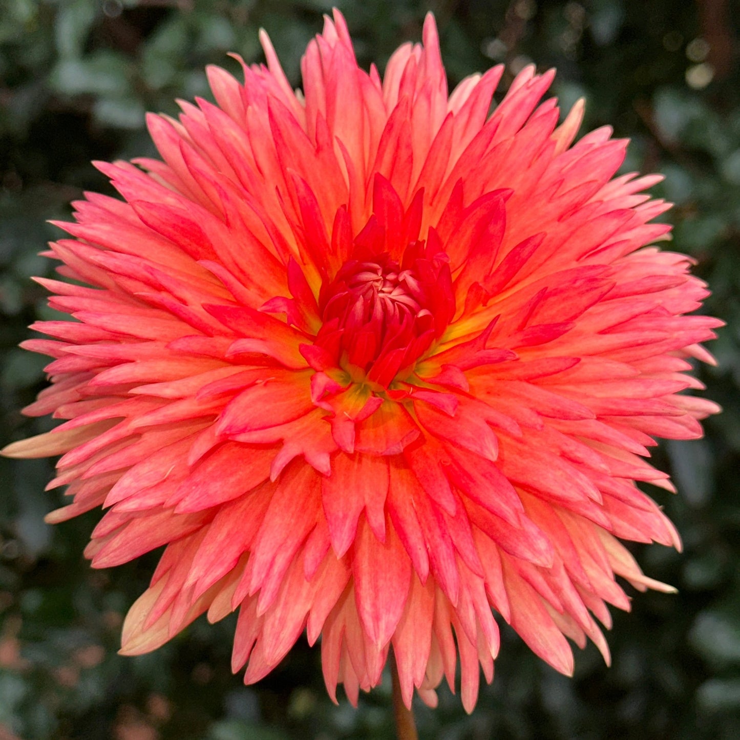 Mevrouw Clement Andries Dahlia - Love Dahlias - south - africa - flower - bulbs