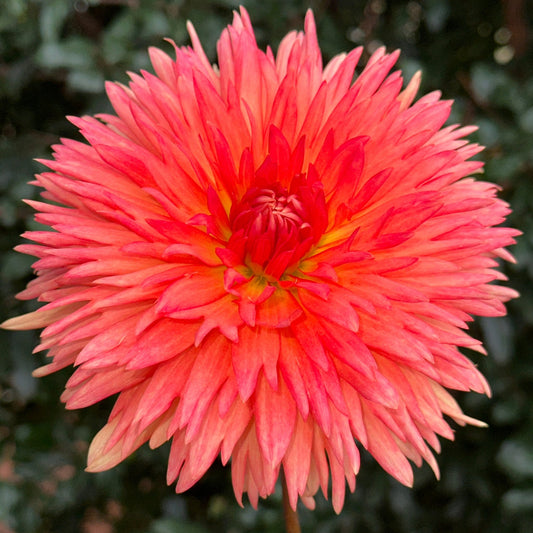 Mevrouw Clement Andries Dahlia - Love Dahlias - south - africa - flower - bulbs