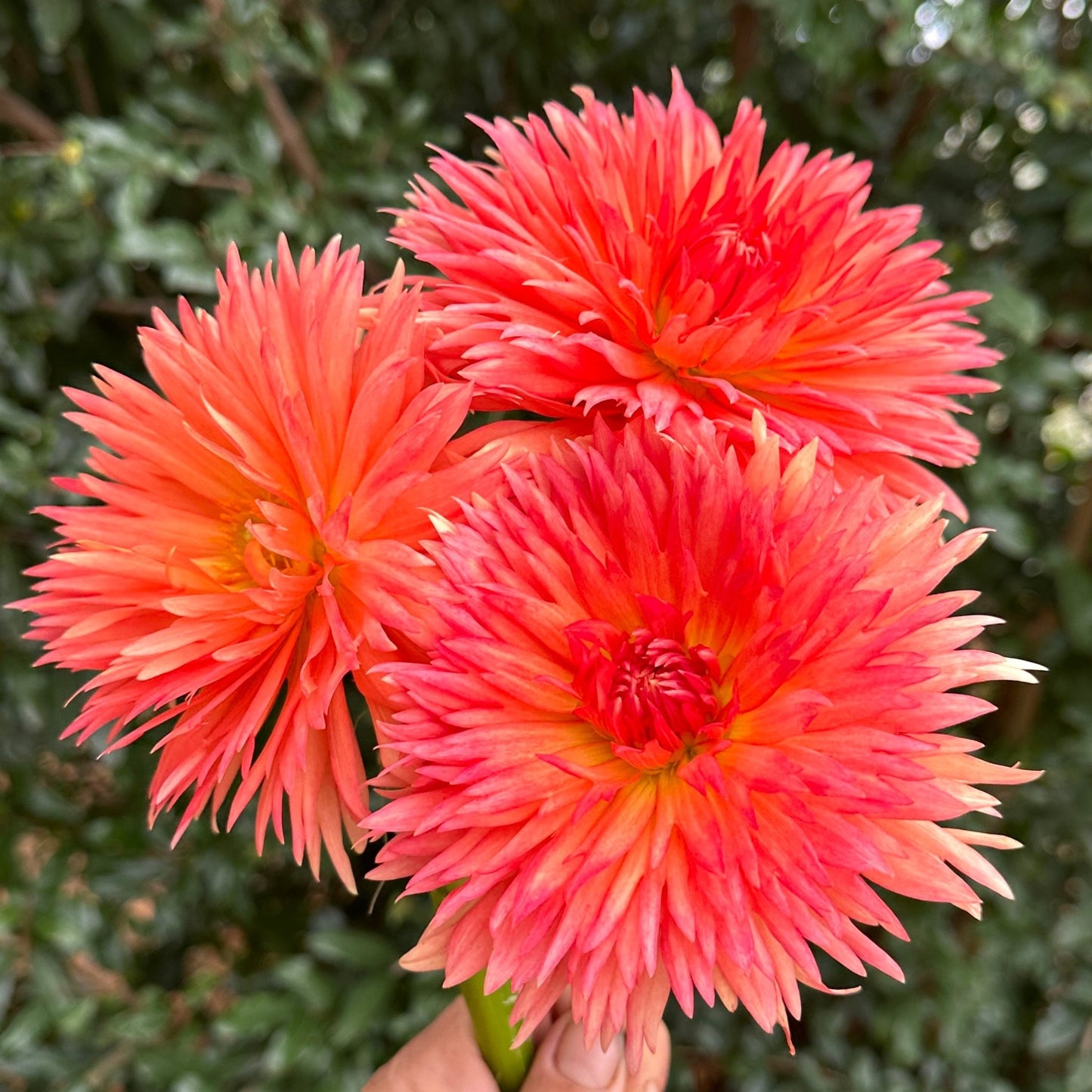 Mevrouw Clement Andries Dahlia - Love Dahlias - south - africa - flower - bulbs