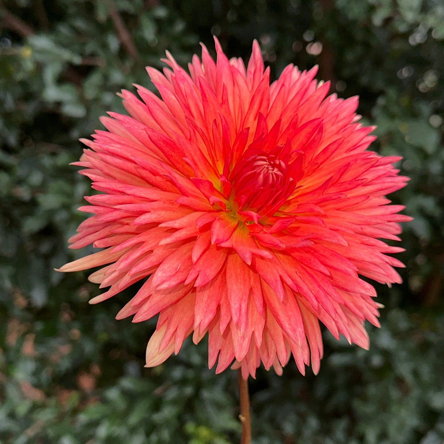 Mevrouw Clement Andries Dahlia - Love Dahlias - south - africa - flower - bulbs