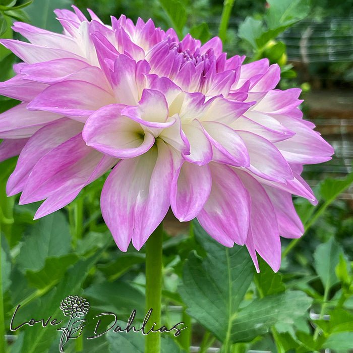 Mikayla Miranda Dahlia Tuber - Love Dahlias - south - africa - flower - bulbs