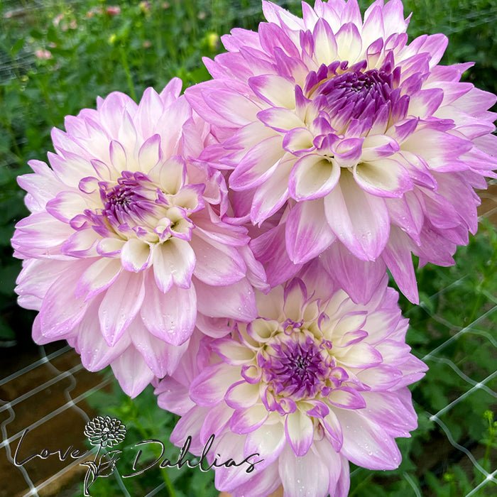 Mikayla Miranda Dahlia Tuber - Love Dahlias - south - africa - flower - bulbs