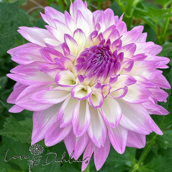 Mikayla Miranda Dahlia Tuber - Love Dahlias - south - africa - flower - bulbs