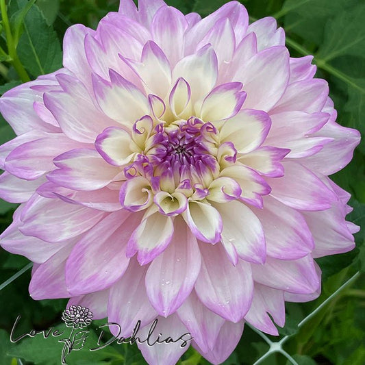 Mikayla Miranda Dahlia Tuber - Love Dahlias - south - africa - flower - bulbs